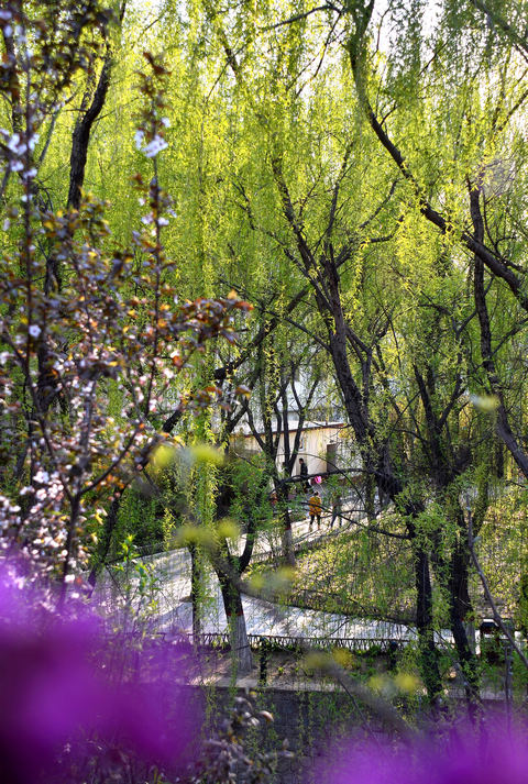 春染新蕾