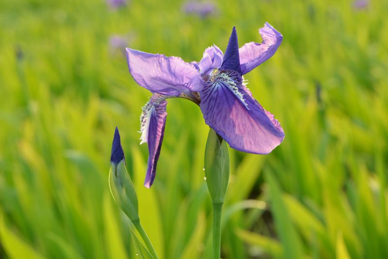 发一组鸢尾花