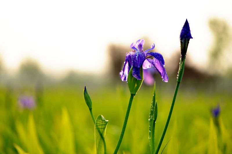 发一组鸢尾花
