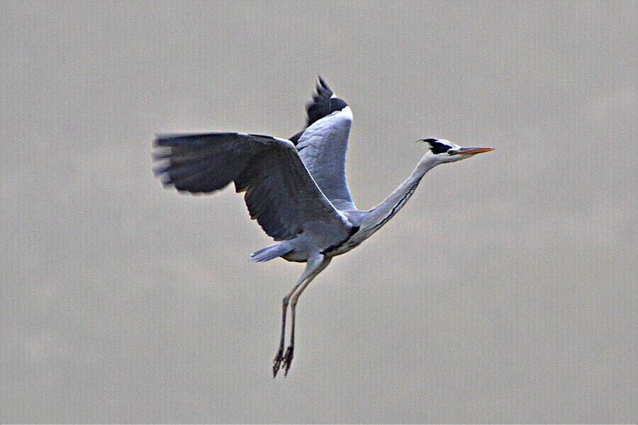 飞鹭
