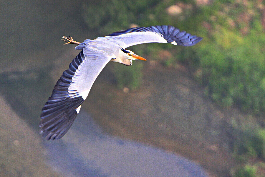 飞鹭