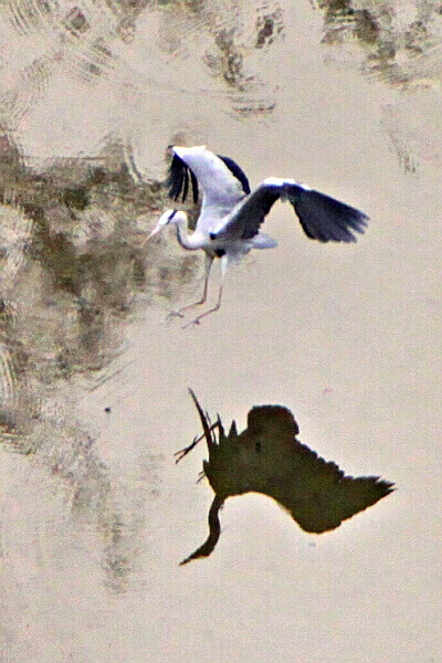 飞鹭
