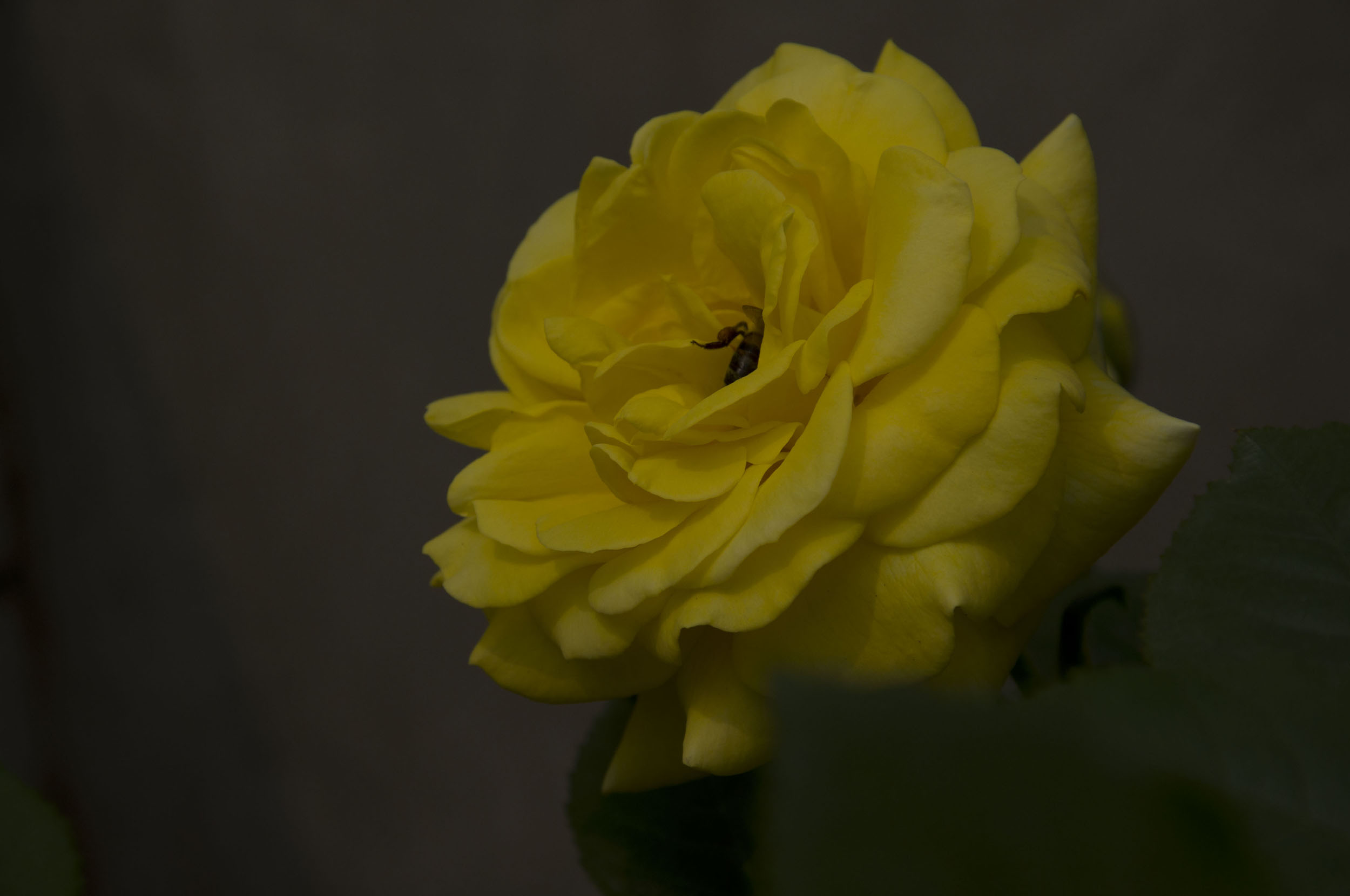 一组月季花——中原图片社门口