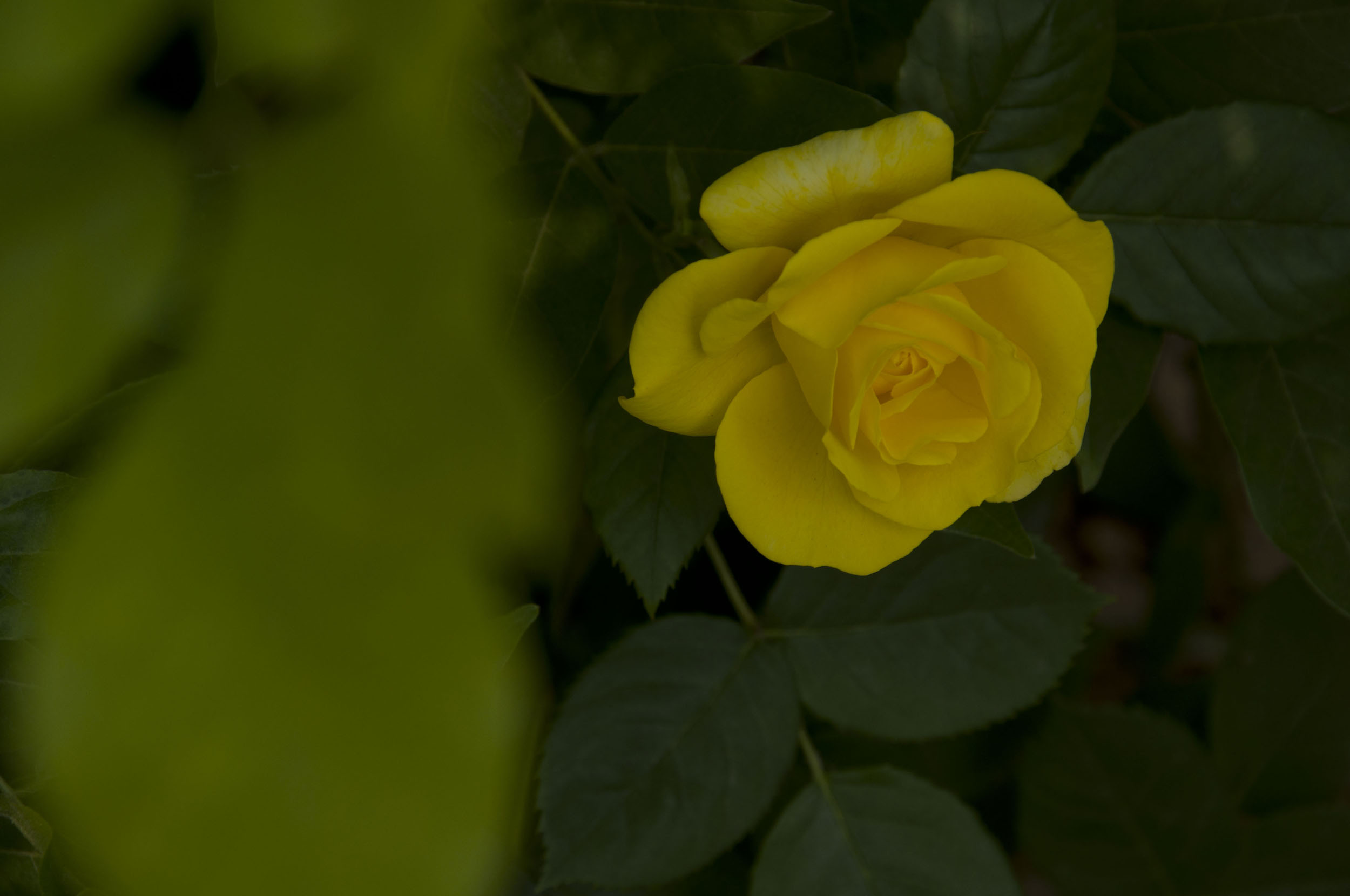 一组月季花——中原图片社门口