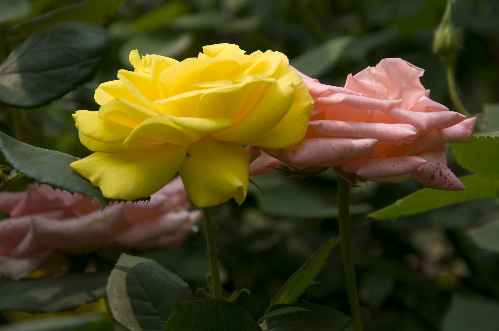 一组月季花——中原图片社门口