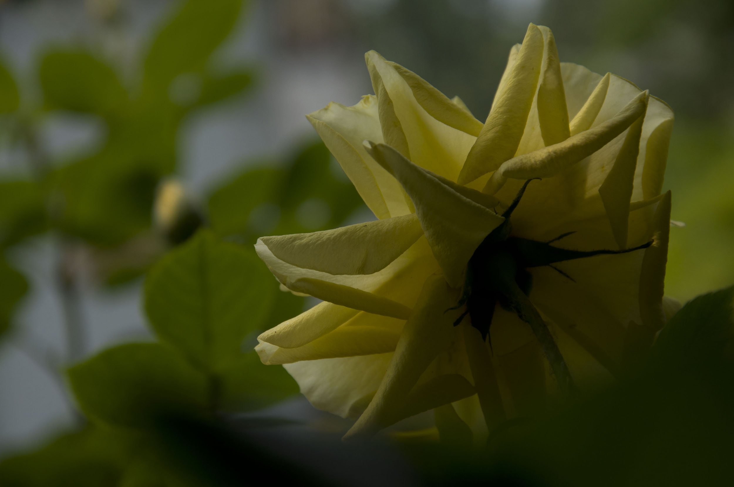 一组月季花——中原图片社门口