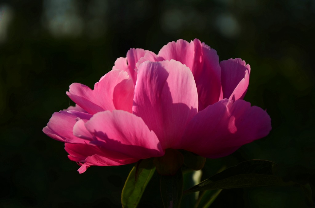 五月花