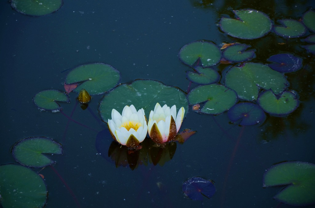 五月花
