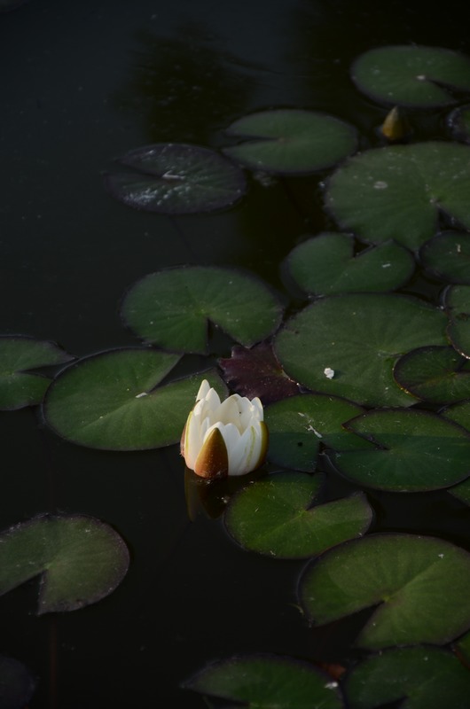 五月花