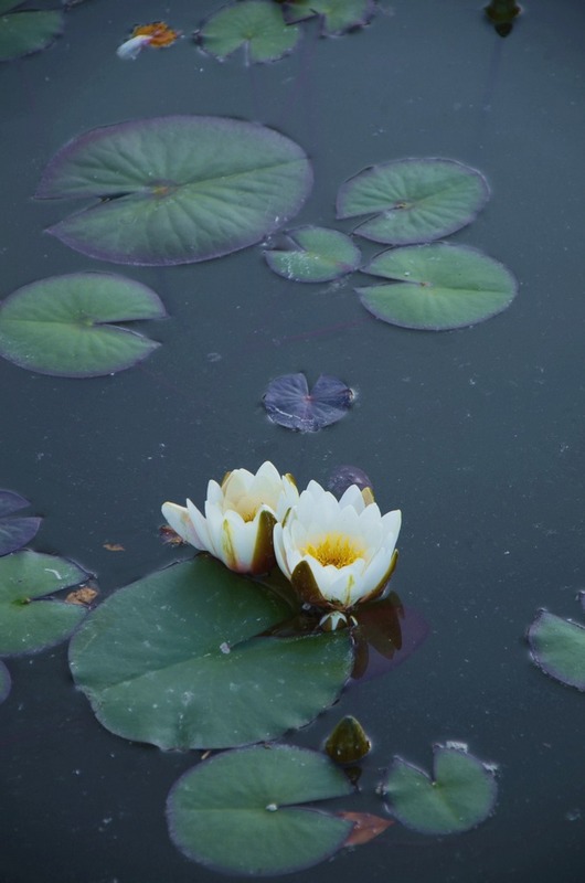 五月花