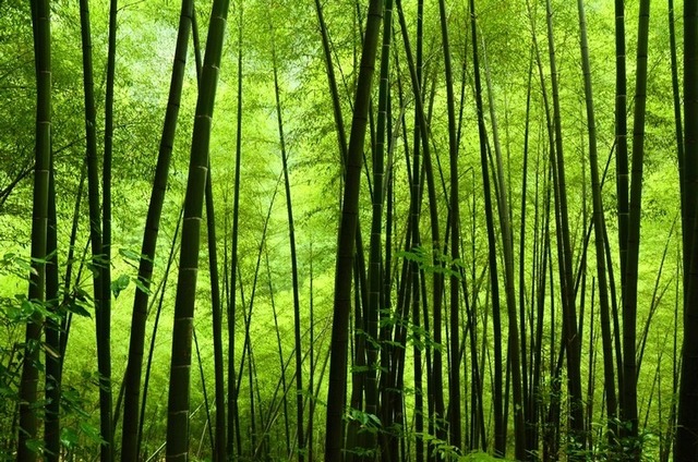 翠绿翠绿的......