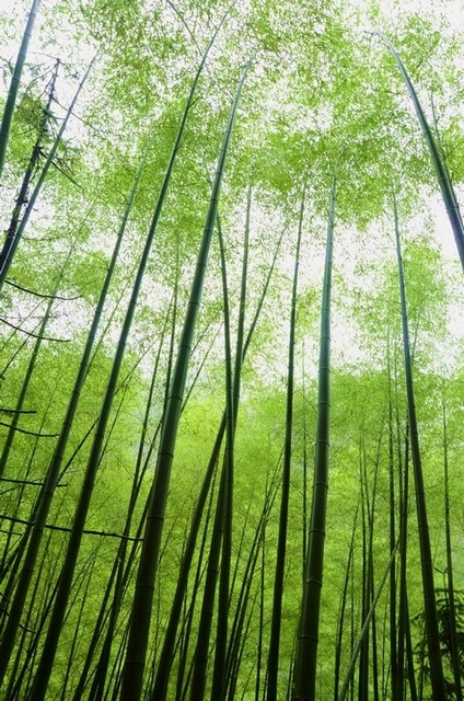翠绿翠绿的......