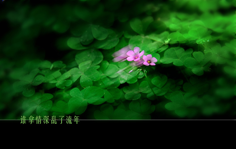 谁拿情深乱了流年
