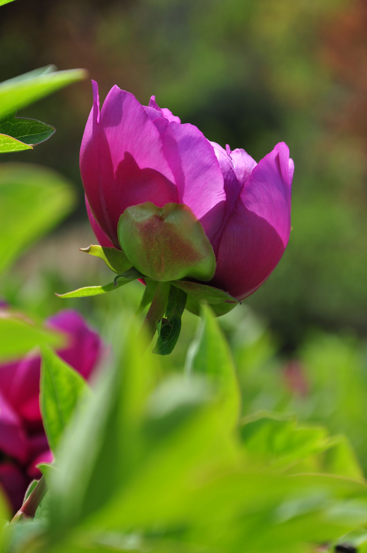 新蕾牡丹