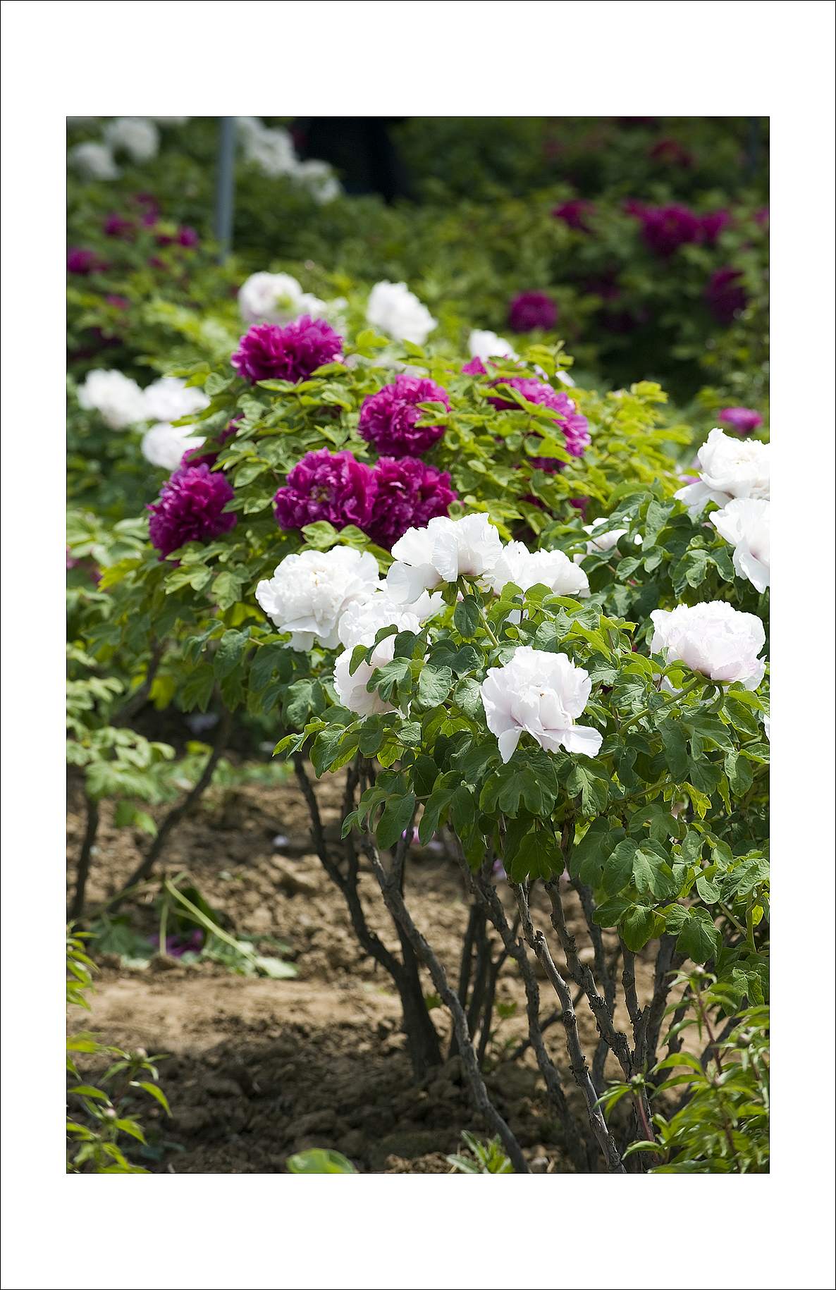 梅兰竹菊花卉帖