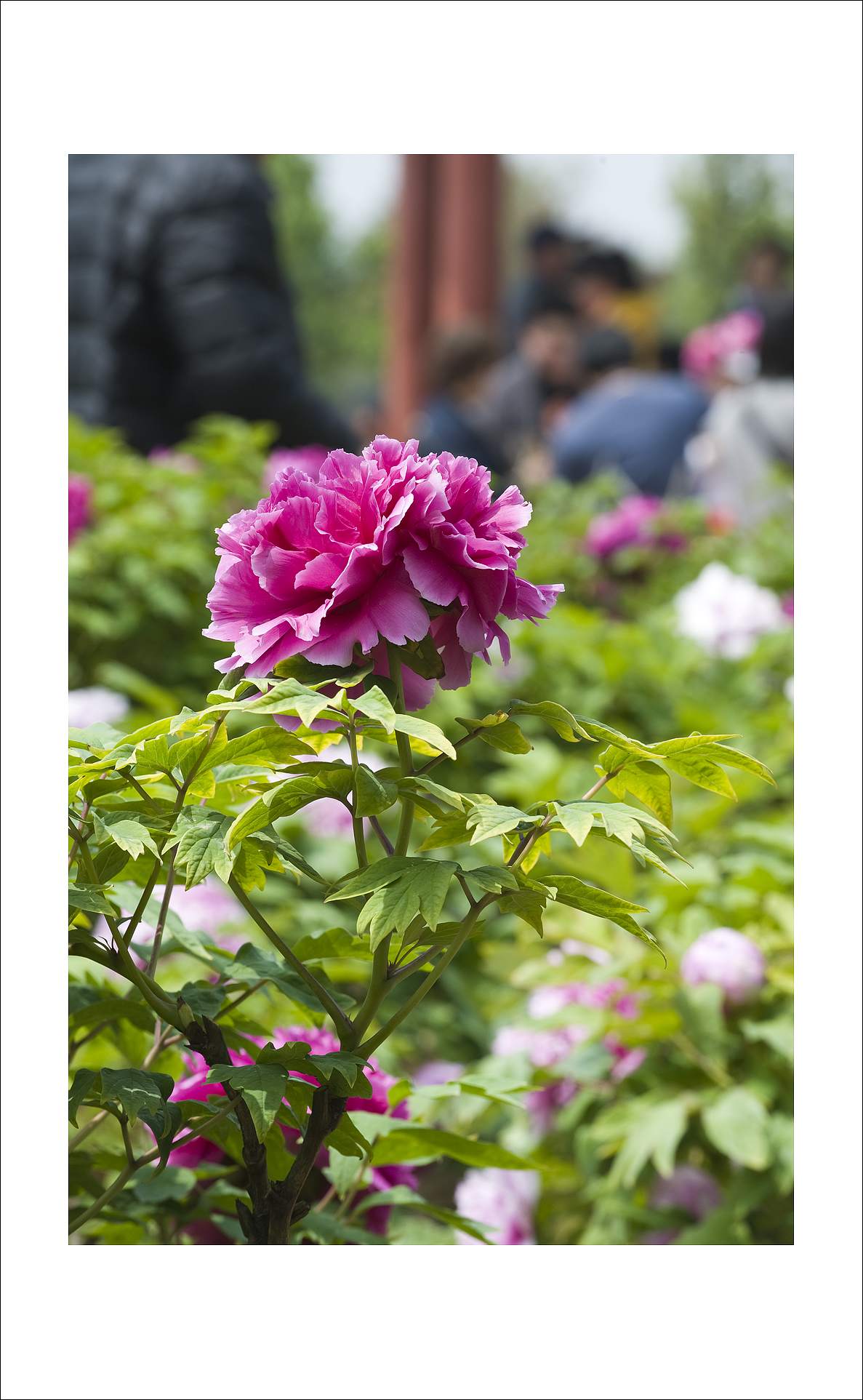 梅兰竹菊花卉帖
