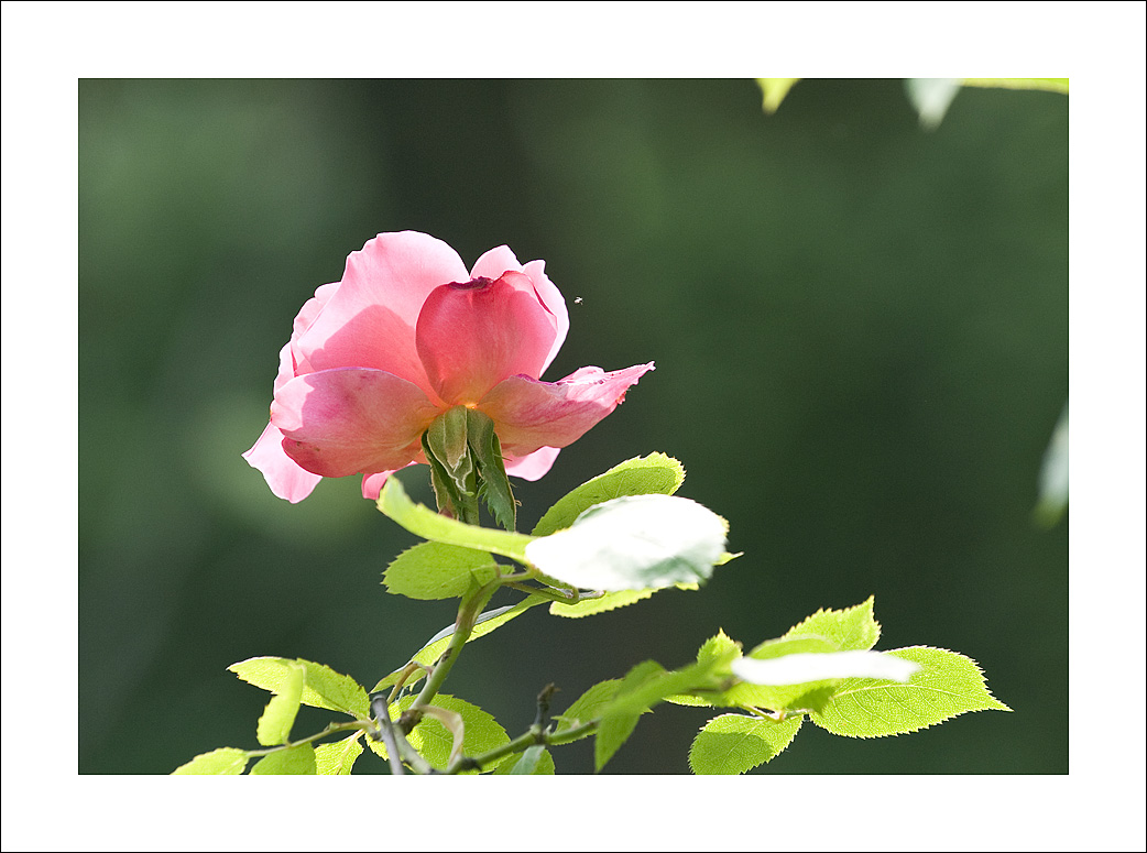 梅兰竹菊花卉帖
