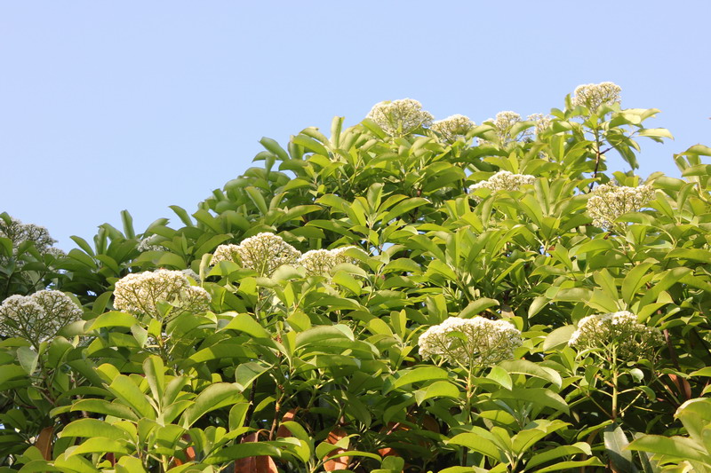 我的小花