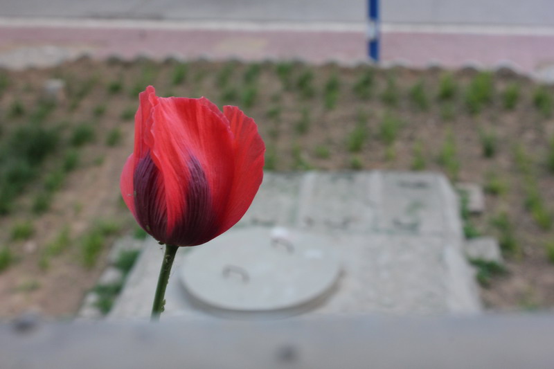 我的小花