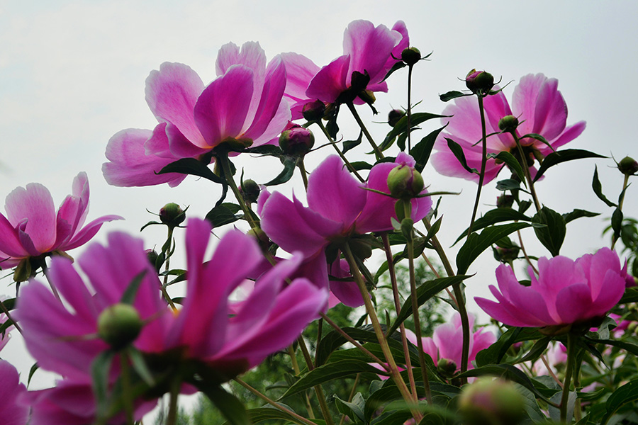 六月芍药依然香