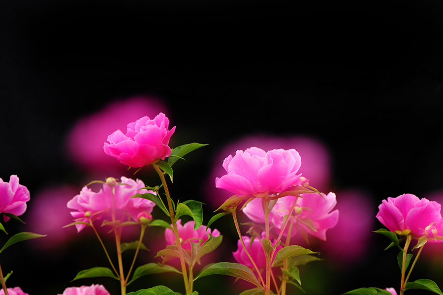 六月芍药依然香