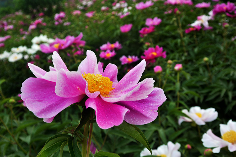 六月芍药依然香