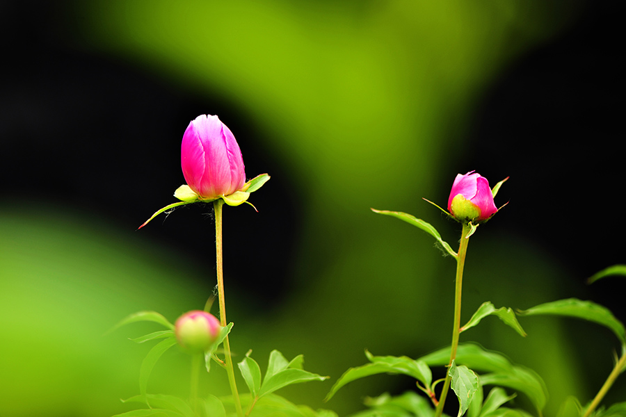 六月芍药依然香