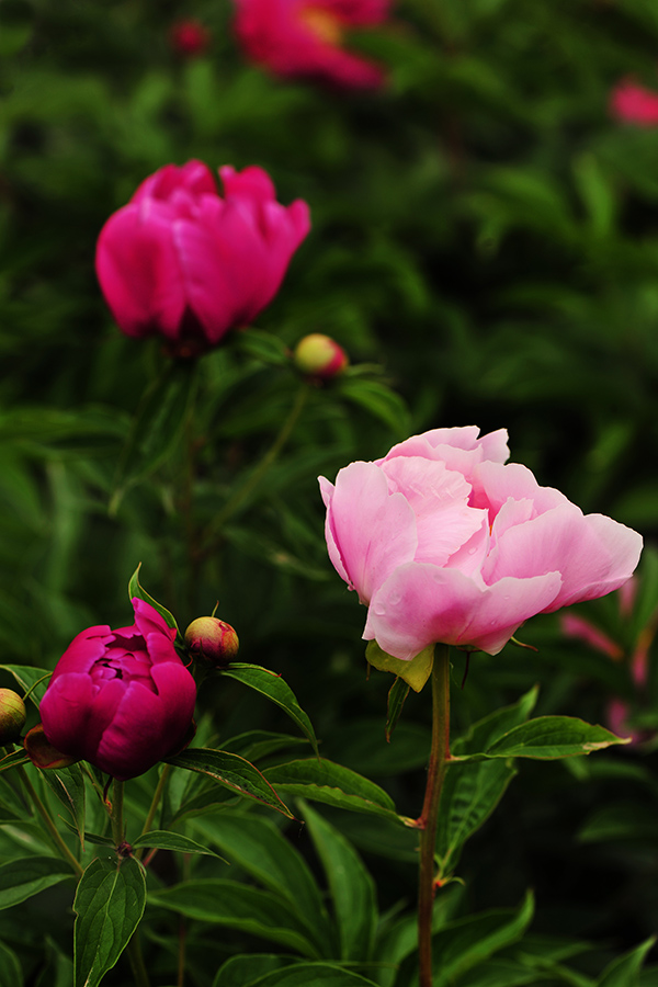 六月芍药依然香