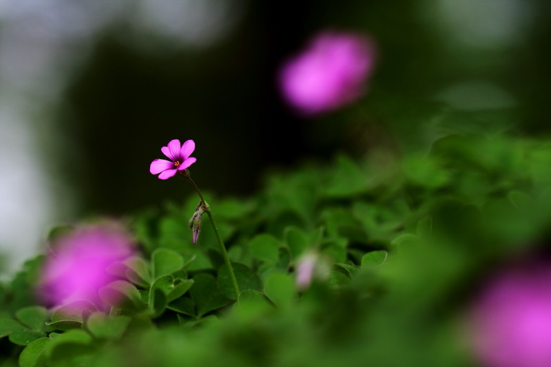 昔日杂片一组（1）