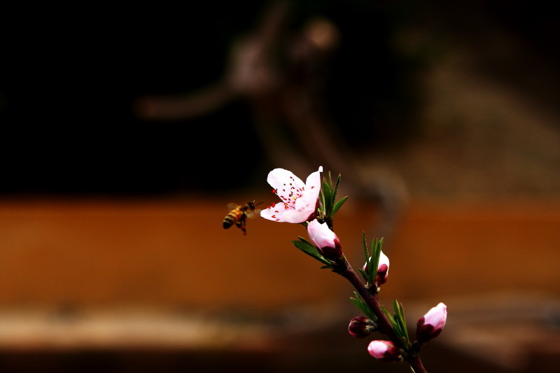 [原创]激情岁月中的桃花