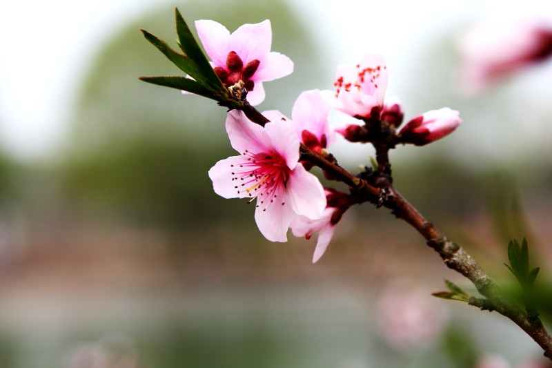 [原创]激情岁月中的桃花