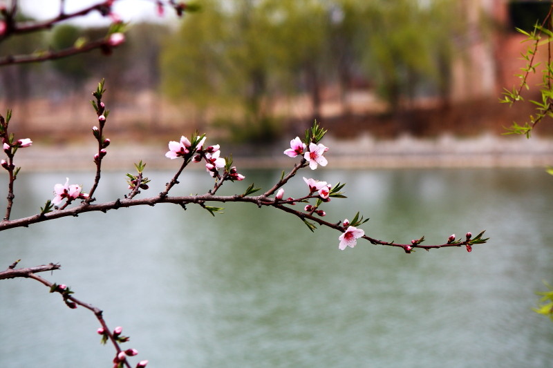 [原创]激情岁月中的桃花
