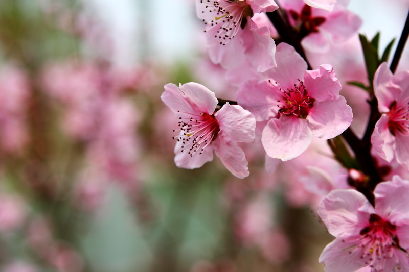 [原创]激情岁月中的桃花