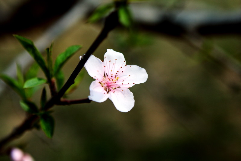[原创]激情岁月中的桃花