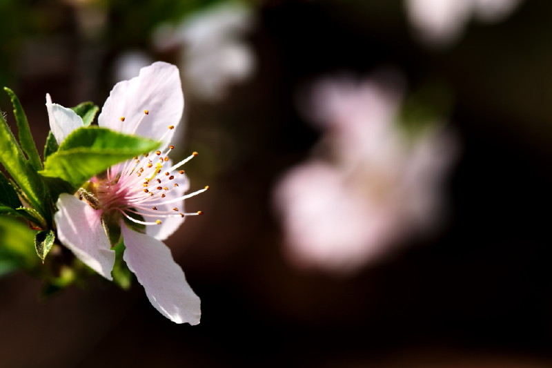 [原创]激情岁月中的桃花