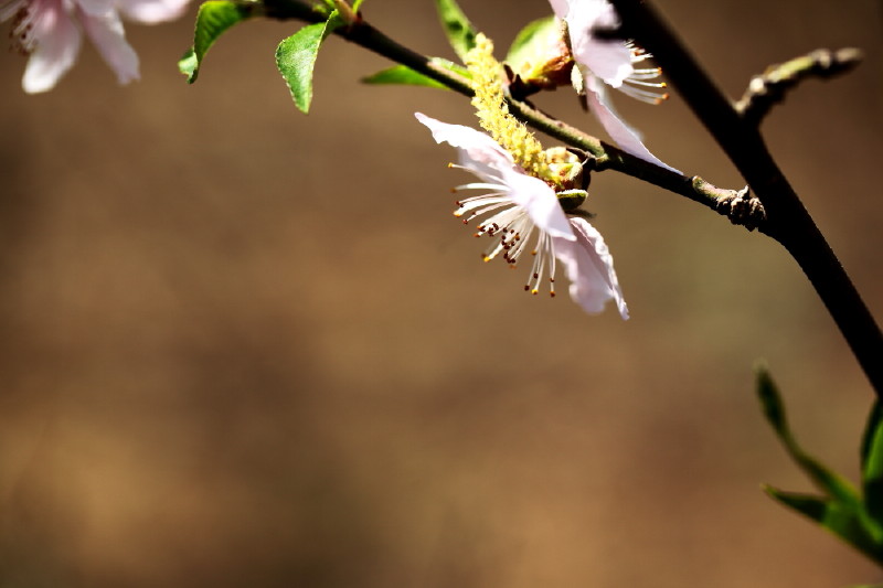 [原创]激情岁月中的桃花