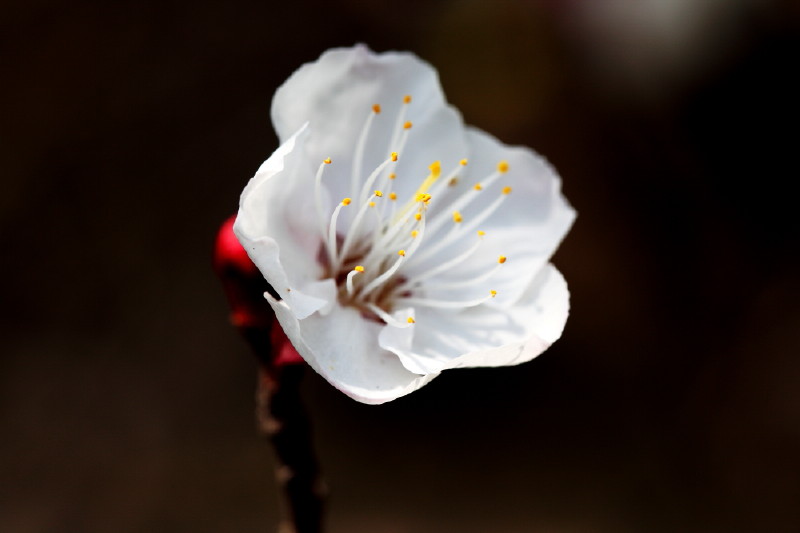 [原创]激情岁月中的桃花