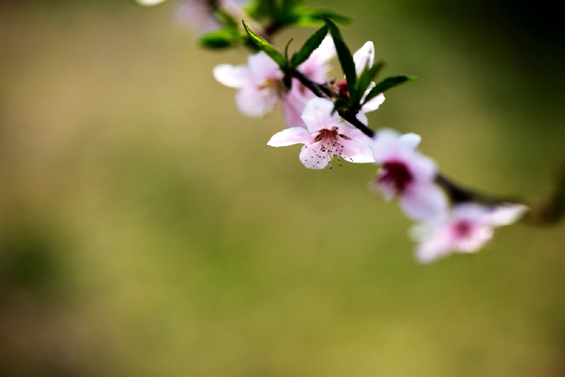 [原创]激情岁月中的桃花