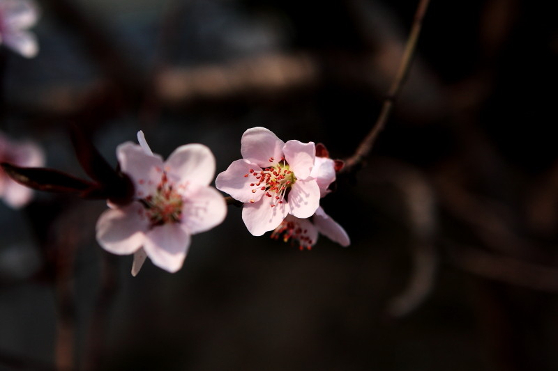 [原创]激情岁月中的桃花