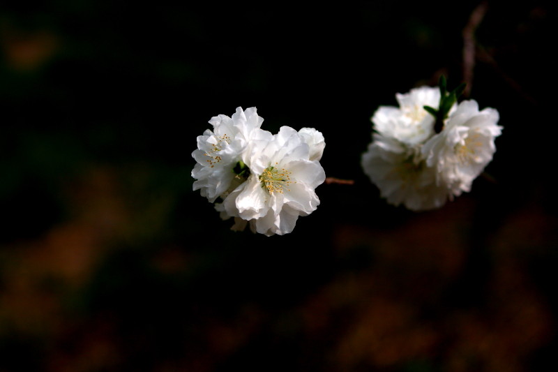 [原创]激情岁月中的桃花