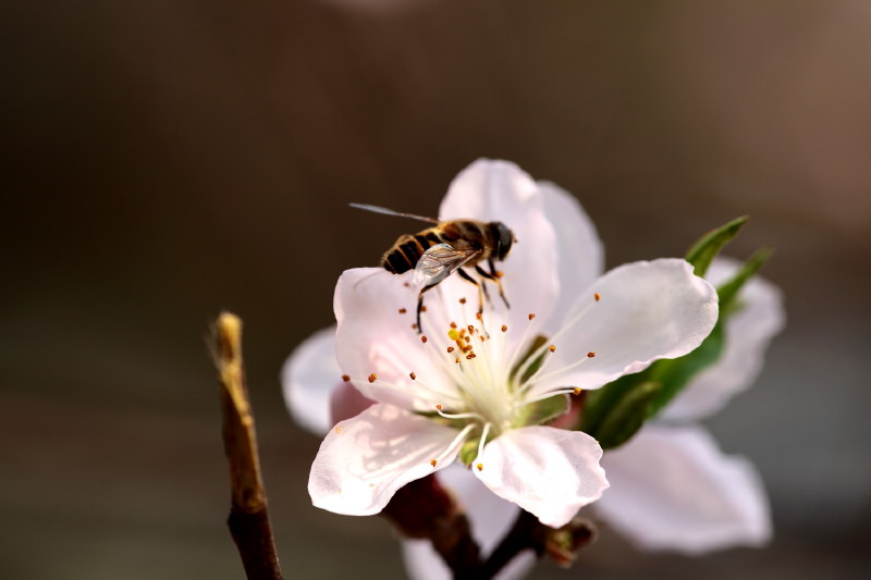 [原创]激情岁月中的桃花