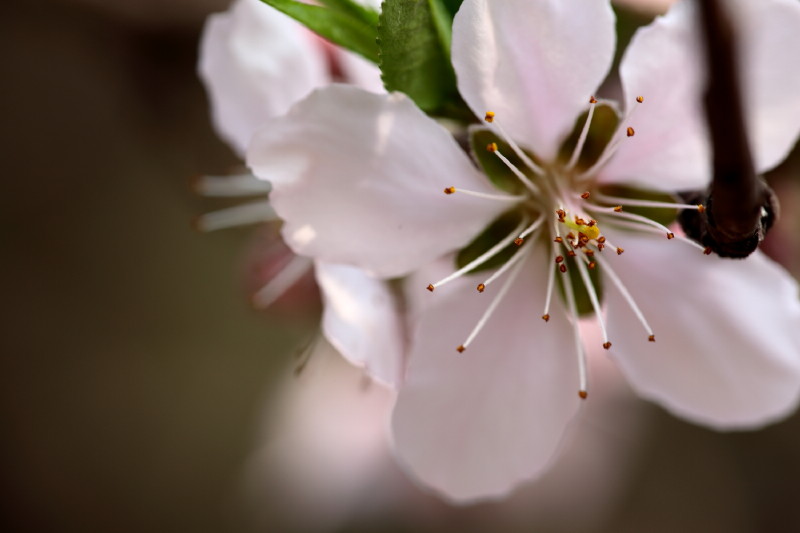 [原创]激情岁月中的桃花