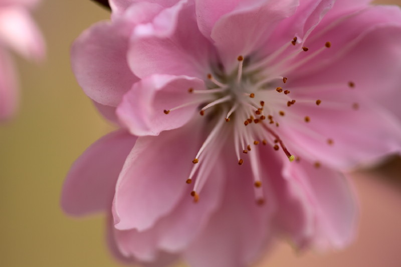 [原创]激情岁月中的桃花