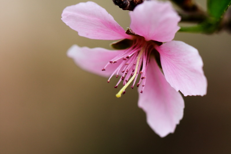 [原创]激情岁月中的桃花
