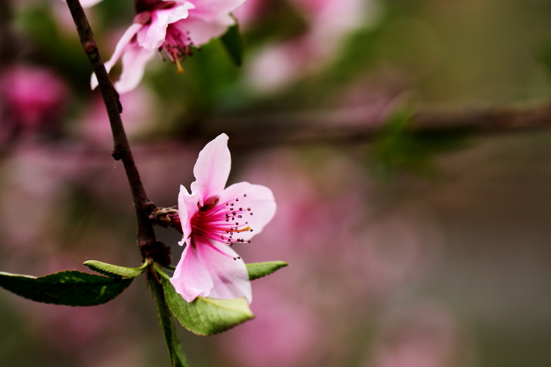 [原创]激情岁月中的桃花