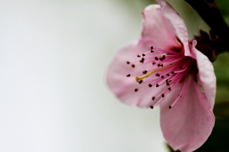 [原创]激情岁月中的桃花