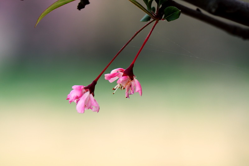 [原创]激情岁月中的桃花