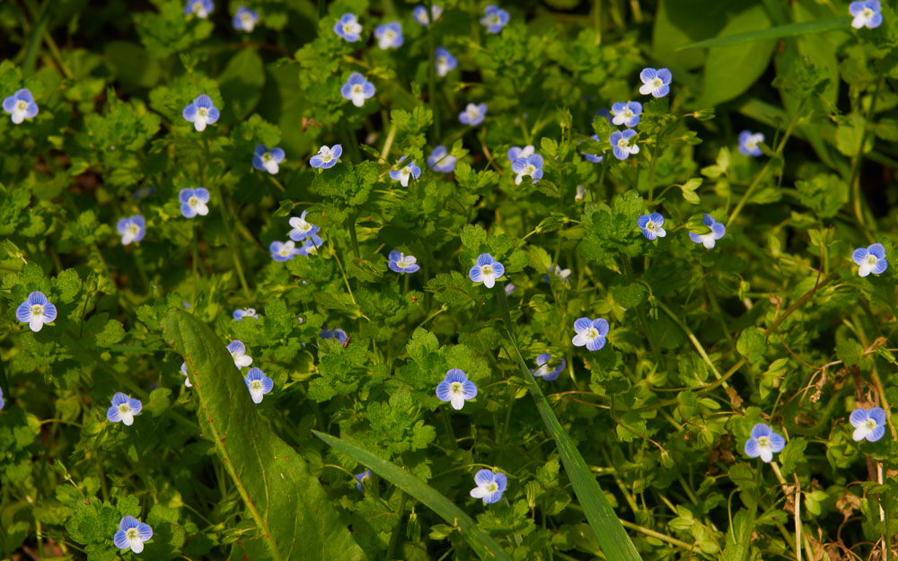 花