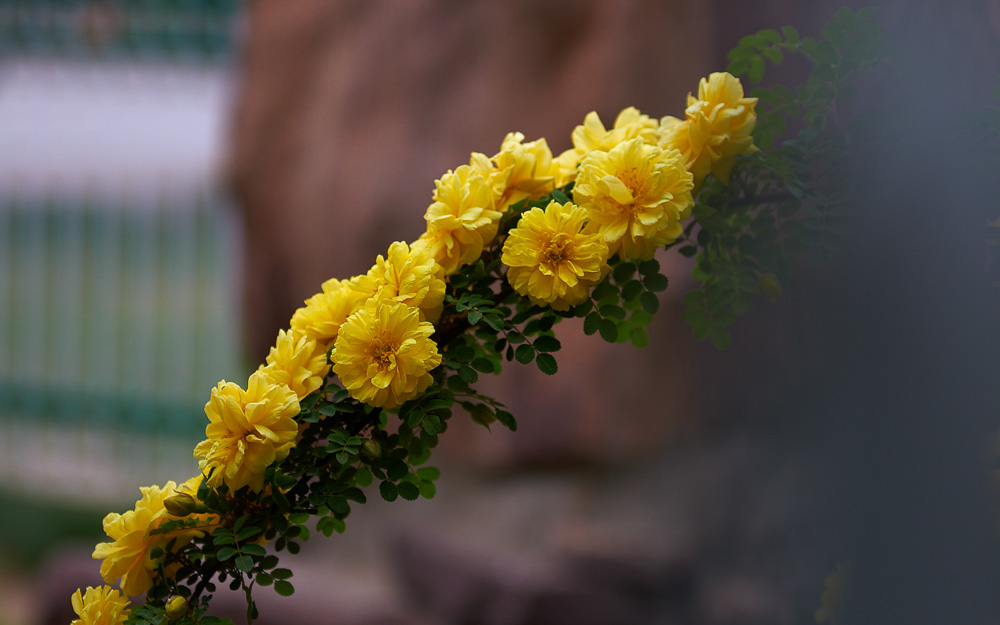 花