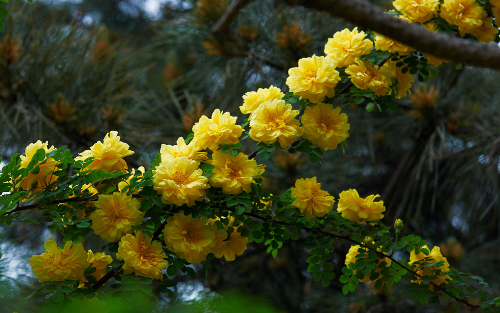 花